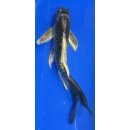 Butterfly Koi 106 20- 25cm
