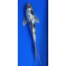 Butterfly Koi 110 20- 25cm