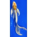 Butterfly Koi 111 20- 25cm Doitsu Hariwake