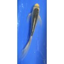Butterfly Koi 115 20- 25cm Asagi
