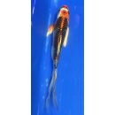 Butterfly Koi 116 20- 25cm Kujaku