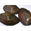 Teichmuschel 5- 10 cm