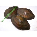 Teichmuschel 5- 10 cm- 100 Stück