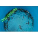 Graskarpfen 35- 40 cm - 5 Stück